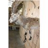 Image 6 : Half-body NUBIAN IBEX
