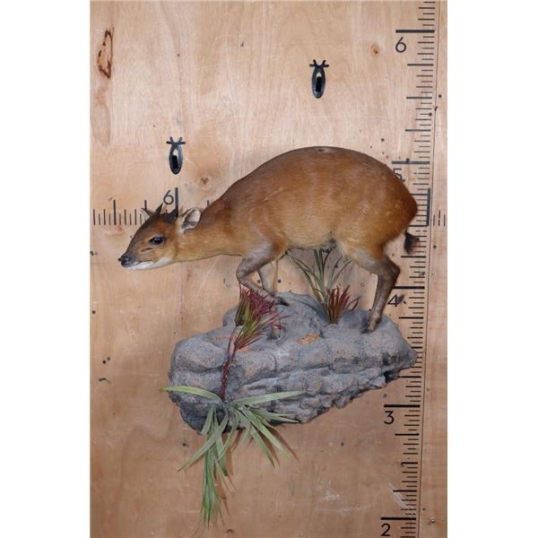 Life-sized RED FLANKED DUIKER on a Rock Wall Hanging Base