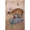 Image 1 : Life-sized RED FLANKED DUIKER on a Rock Wall Hanging Base