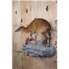 Image 3 : Life-sized RED FLANKED DUIKER on a Rock Wall Hanging Base