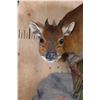 Image 4 : Life-sized RED FLANKED DUIKER on a Rock Wall Hanging Base