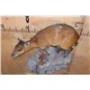 Image 5 : Life-sized RED FLANKED DUIKER on a Rock Wall Hanging Base