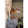 Image 7 : Life-sized RED FLANKED DUIKER on a Rock Wall Hanging Base