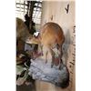 Image 8 : Life-sized RED FLANKED DUIKER on a Rock Wall Hanging Base
