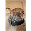 Image 9 : Life-sized RED FLANKED DUIKER on a Rock Wall Hanging Base