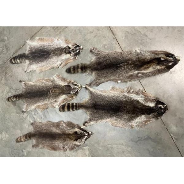 (5) *New* Soft and Tanned RACCOON or COON Furs, Skins, or Hides