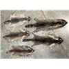 Image 1 : (5) *New* Soft and Tanned RACCOON or COON Furs, Skins, or Hides