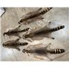 Image 3 : (5) *New* Soft and Tanned RACCOON or COON Furs, Skins, or Hides