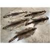Image 4 : (5) *New* Soft and Tanned RACCOON or COON Furs, Skins, or Hides