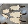 Image 5 : (5) *New* Soft and Tanned RACCOON or COON Furs, Skins, or Hides