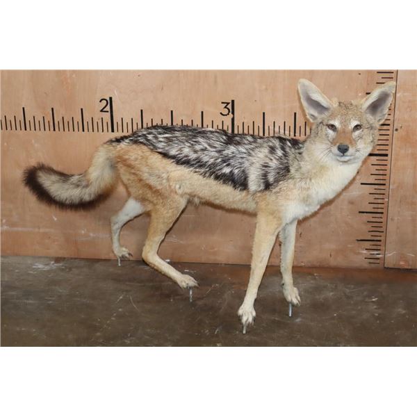 Life-sized BLACK-BACKED JACKAL on Bolts with No Base