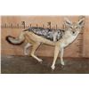 Image 1 : Life-sized BLACK-BACKED JACKAL on Bolts with No Base