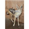 Image 2 : Life-sized BLACK-BACKED JACKAL on Bolts with No Base