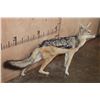 Image 3 : Life-sized BLACK-BACKED JACKAL on Bolts with No Base