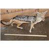 Image 4 : Life-sized BLACK-BACKED JACKAL on Bolts with No Base