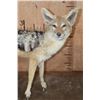 Image 5 : Life-sized BLACK-BACKED JACKAL on Bolts with No Base