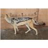 Image 6 : Life-sized BLACK-BACKED JACKAL on Bolts with No Base