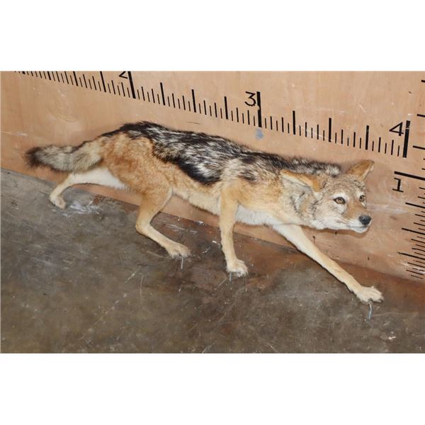Life-sized BLACK-BACKED JACKAL on Wires with No Base