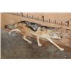 Image 1 : Life-sized BLACK-BACKED JACKAL on Wires with No Base