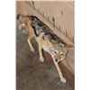 Image 2 : Life-sized BLACK-BACKED JACKAL on Wires with No Base