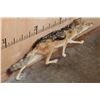 Image 3 : Life-sized BLACK-BACKED JACKAL on Wires with No Base