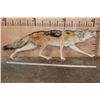 Image 4 : Life-sized BLACK-BACKED JACKAL on Wires with No Base