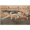 Image 5 : Life-sized BLACK-BACKED JACKAL on Wires with No Base