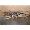 Image 7 : Life-sized BLACK-BACKED JACKAL on Wires with No Base