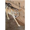 Image 8 : Life-sized BLACK-BACKED JACKAL on Wires with No Base