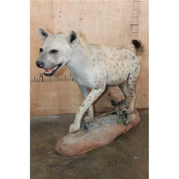 Life-sized African SPOTTED HYENA on a Natural Stationary Base
