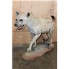 Image 1 : Life-sized African SPOTTED HYENA on a Natural Stationary Base