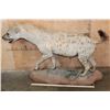 Image 2 : Life-sized African SPOTTED HYENA on a Natural Stationary Base