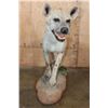 Image 4 : Life-sized African SPOTTED HYENA on a Natural Stationary Base