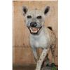 Image 5 : Life-sized African SPOTTED HYENA on a Natural Stationary Base