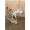 Image 6 : Life-sized African SPOTTED HYENA on a Natural Stationary Base