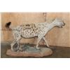 Image 7 : Life-sized African SPOTTED HYENA on a Natural Stationary Base