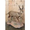 Image 1 : Life-sized BUSHBUCK on a Natural Base