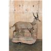 Image 2 : Life-sized BUSHBUCK on a Natural Base