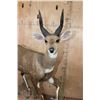 Image 3 : Life-sized BUSHBUCK on a Natural Base