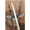Image 4 : Life-sized BUSHBUCK on a Natural Base