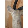 Image 7 : Life-sized BUSHBUCK on a Natural Base