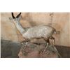 Image 8 : Life-sized BUSHBUCK on a Natural Base