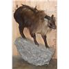 Image 1 : Life-sized TAHR on a Rock Wall Hanging Base