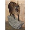 Image 2 : Life-sized TAHR on a Rock Wall Hanging Base