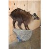 Image 3 : Life-sized TAHR on a Rock Wall Hanging Base
