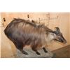 Image 4 : Life-sized TAHR on a Rock Wall Hanging Base
