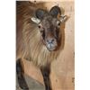 Image 5 : Life-sized TAHR on a Rock Wall Hanging Base