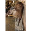 Image 6 : Life-sized TAHR on a Rock Wall Hanging Base