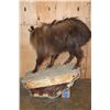 Image 7 : Life-sized TAHR on a Rock Wall Hanging Base