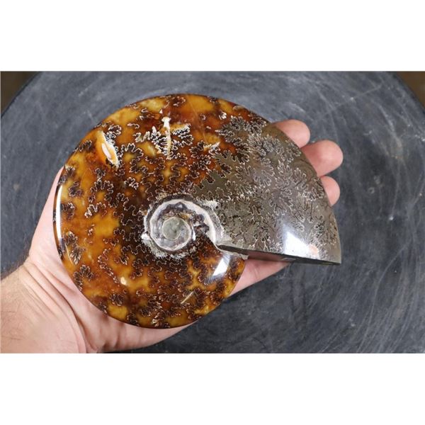Whole Polished AMMONITE Fossil Specimen with Sutures from Madagascar